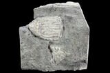 Crinoid Fossil (Eretmocrinus) on Rock - Gilmore City, Iowa #86754-1